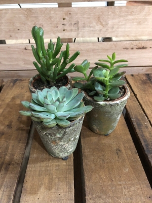 Succulent Plants In Pots